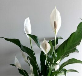 peace lily zoomed in