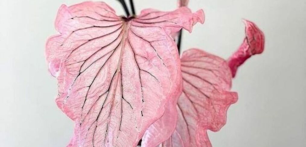 pretty pink plants you want in your home