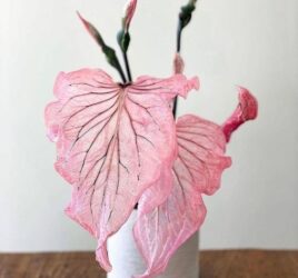 pretty pink plants you want in your home