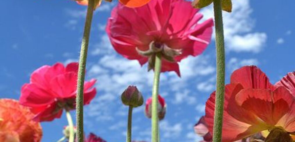 Flower seasons vary depending on the climate and region, but generally, they can be categorized into four main seasons: SPRING, SUMMER, FALL, and WINTER. Each season has its own unique characteristics and a variety of flowers that bloom during that time. Here's an overview of the different flower seasons: SPRING - Spring is often considered the prime season for flowers. It typically starts in March or April and lasts until June, depending on the location. - This season is characterized by the awakening of nature after the winter, with milder temperatures and longer daylight hours. - Some of the most iconic spring flowers include cherry blossoms, tulips, daffodils, hyacinths, and lilacs. - Spring flowers are celebrated for their vibrant colors and fragrant blossoms, making them a popular choice for gardens, weddings, and floral arrangements. SUMMER - Summer spans from June to September, depending on the region. It's characterized by warm to hot weather and longer days. - Many flowers thrive in the summer heat, with a focus on vibrant, tropical, and heat-resistant species. - Some common summer flowers include roses, sunflowers, lilies, zinnias, marigolds, and dahlias. - Gardens are often filled with colorful and bold blooms during the summer season. FALL(Autumn) - Fall typically occurs from September to November, with cooler temperatures and shorter days. - This season is known for its unique foliage colors and the gradual transition from summer to winter. - Popular fall flowers include chrysanthemums (mums), asters, dahlias, and ornamental grasses. - The warm hues of red, orange, and yellow are prominent in the autumn garden. WINTER - Winter extends from December to February in many regions and is characterized by cold temperatures, frost, and shorter daylight hours. - While winter is not traditionally a time for abundant blooms, some flowers can thrive in the cold, such as pansies, camellias, and hellebores. - Many people use evergreen plants, like holly and pine, as festive decorations during the holiday season. - In some regions with milder winters, certain flowers like winter-blooming jasmine and witch hazel can add color to the landscape. It's important to note that the exact timing and availability of flowers during each season can vary depending on your geographical location and climate zone. Some areas with more temperate climates may experience more prolonged periods of bloom, while others with extreme temperatures may have shorter flowering seasons. Gardeners and horticulturists often choose plant varieties that suit their local climate to ensure a continuous display of flowers throughout the year.