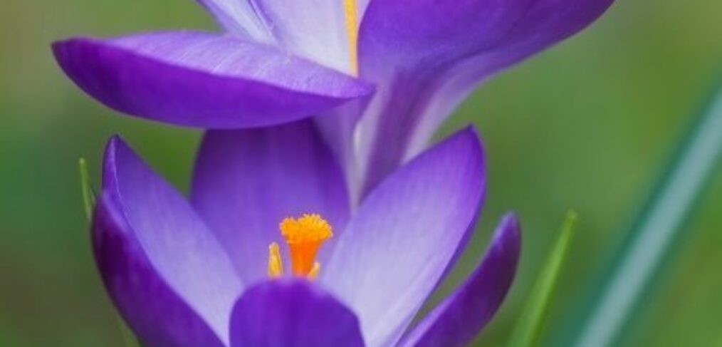 pretty blue flower