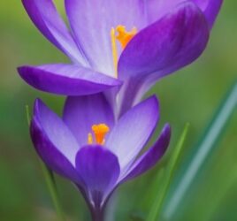 pretty blue flower