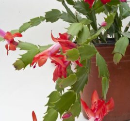 Christmas Cactus