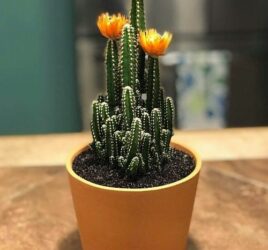 Cactus with orange flowers