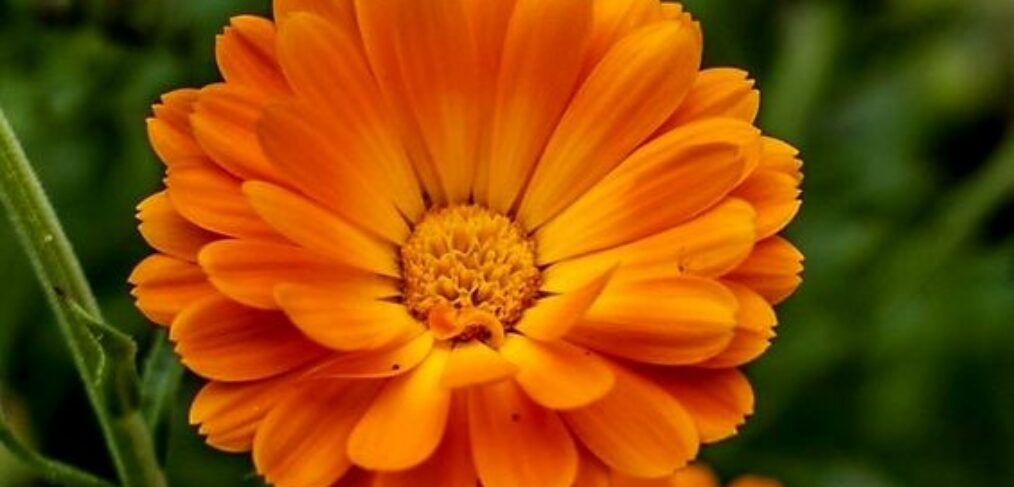 Marigold